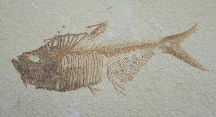 Large Diplomystus Fossil Fish Plate #5497